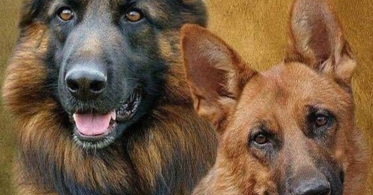Adoptar cachorros de pastor aleman