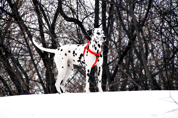 Мой псих на прогулке