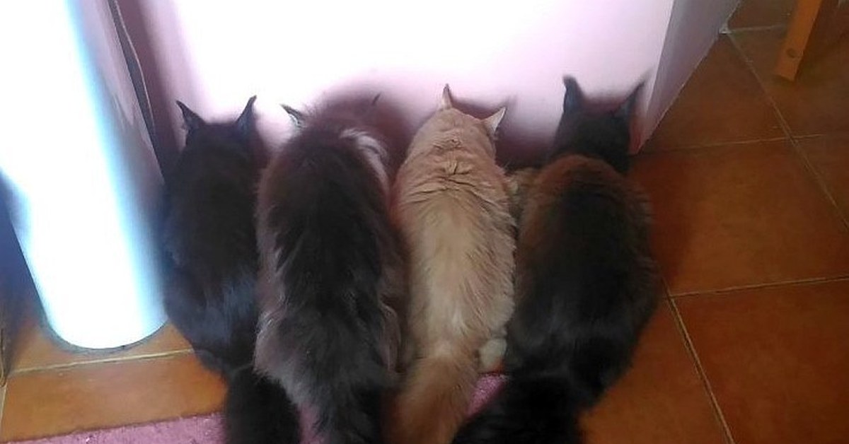 КоТвейер) | Пикабу
