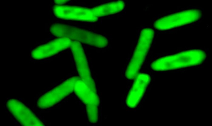 Created the first semi-synthetic bacterium with artificial DNA - The science, Breakthrough, Superbugs, DNA, Scientists