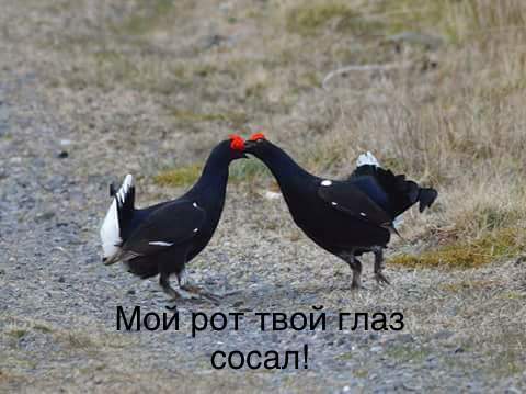 Caucasian Showdown - My, Birds, Разборки, Caucasus, Longpost, Mat