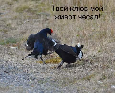 Caucasian Showdown - My, Birds, Разборки, Caucasus, Longpost, Mat