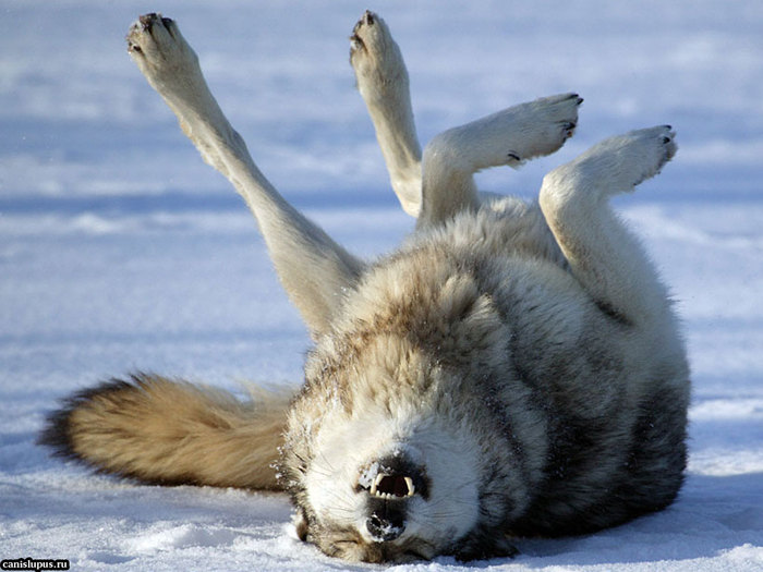 Mmm... Snowyook... Kaaaiff... - The photo, Animals, Wolf, Snow, Wallow
