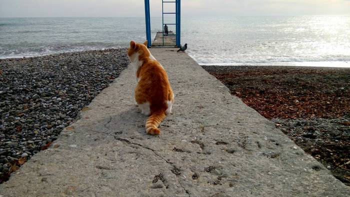 Crimean winter.+15 - My, Crimea, Alushta, , Sea, cat