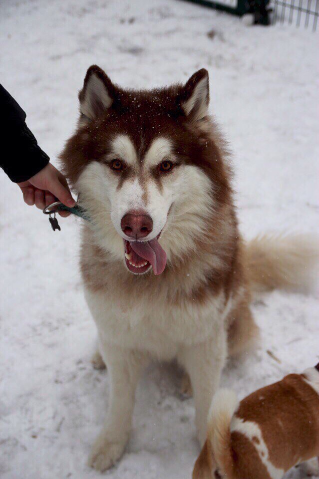 I don't trust the internet, but still. - Husky, Moscow, Kuntsevo, Evil, Dog, Longpost