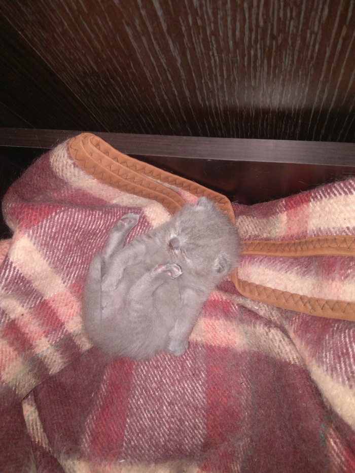 Полтора кота | Пикабу