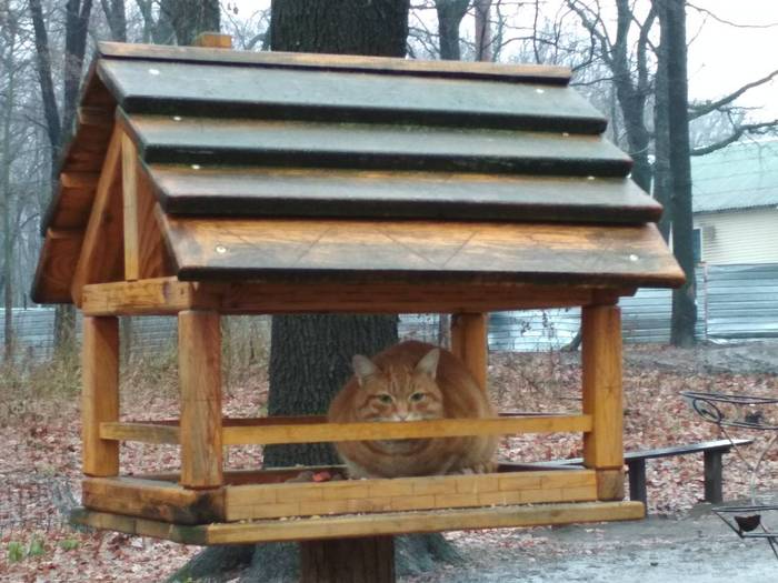 Undercover work - My, cat, Kharkov, Ecopark, Trough, Cunning