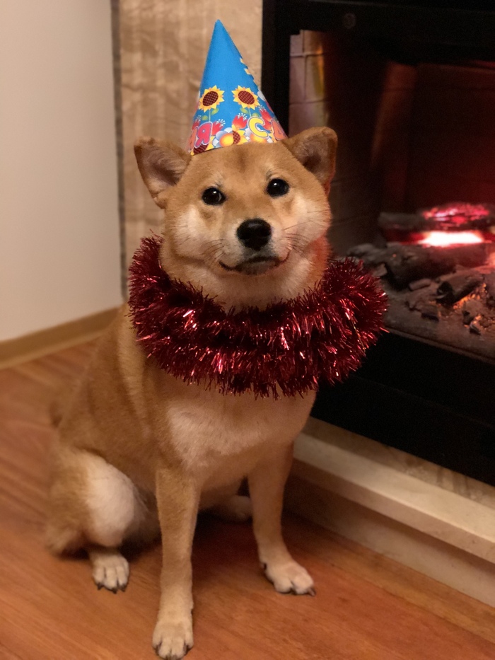 Waiting for the new year - My, New Year, Dog, Shiba Inu