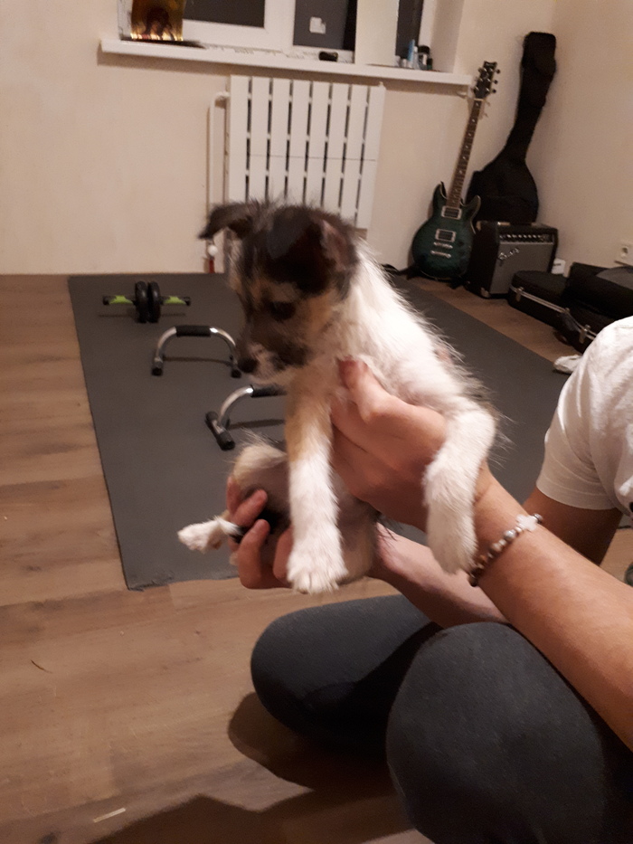 Kharkiv, the puppy is looking for a home! - Dog, Longpost, Kharkov, Jack Russell Terrier, Friend, Is free, Puppies