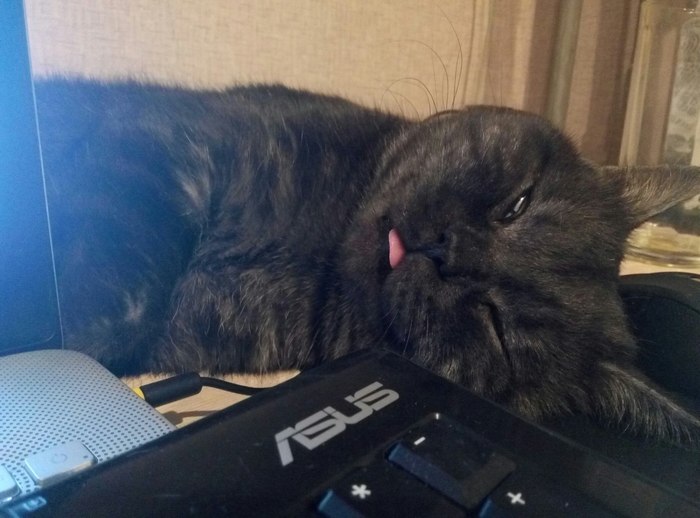 I noticed that my cat is jealous of my computer, pushes me away from the keyboard and mouse, even when he sleeps. - My, cat, Asus