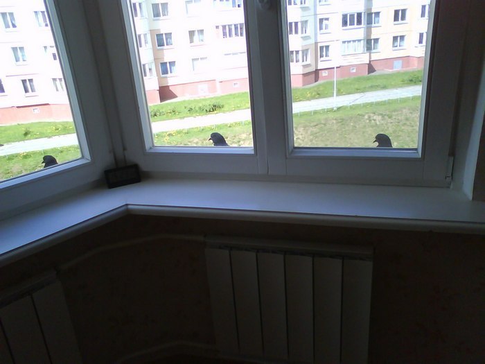 Window in the bedroom of a typical pickup - My, Pigeon, Astonishment, 49 and 5, Pick-up headphones