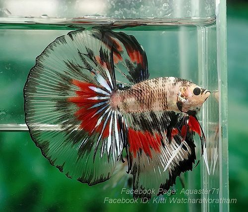 Петушок с прозрачными плавниками