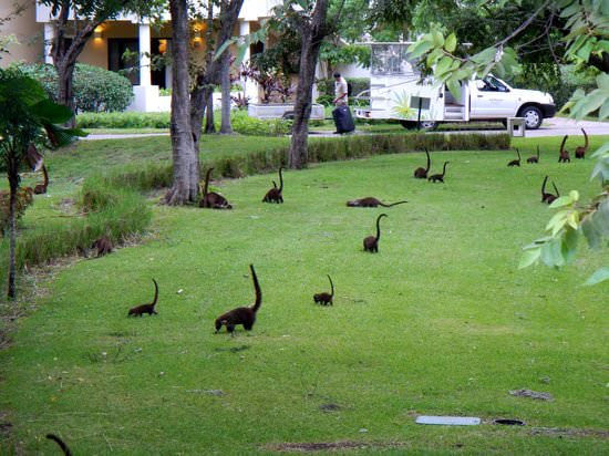 A bunch of mini brontosaurs in Costa Rica. - Costa Rica, Brontosaurus, Illusion, , , Noses