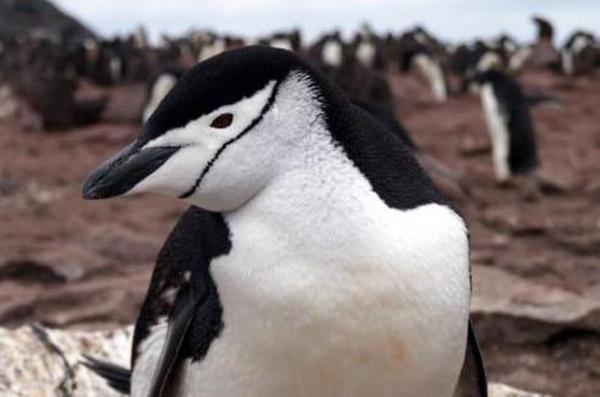 ������� �������.