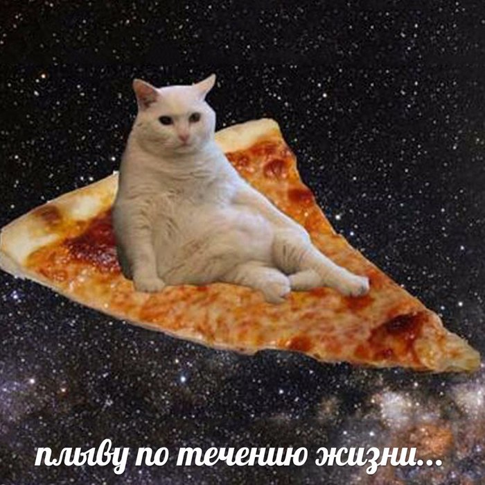 It's me - cat, Catomafia, Kindness, Pizza, Space