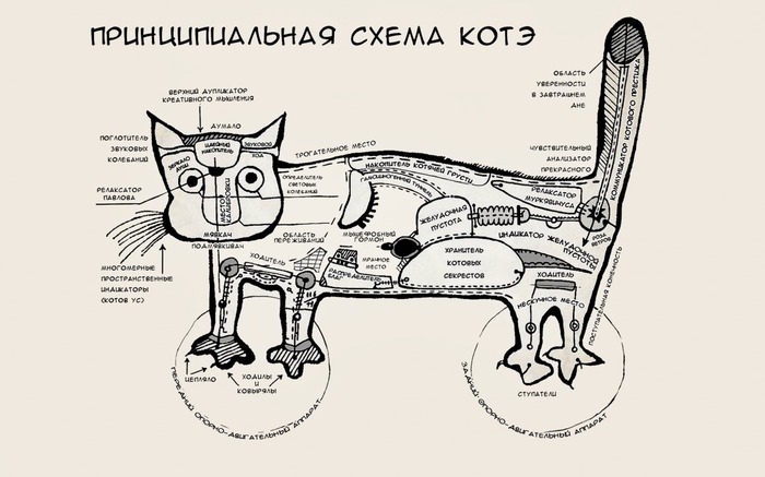 Scheme - Goodphone, Scheme, cat