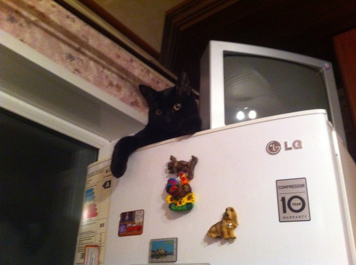 Refrigerator Guardian - My, cat, Catomafia, Images, 