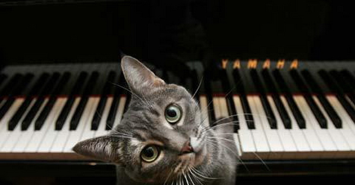 Музыка звери лучшие. Кот на пианино. Кот на рояле. Кот пианист. Котьна пианино.