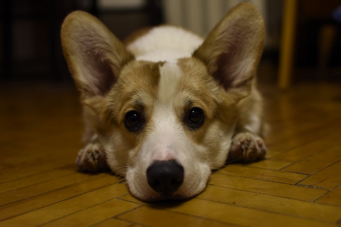 Марти Собака, Корги, Длиннопост