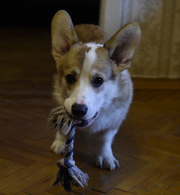 Марти Собака, Корги, Длиннопост