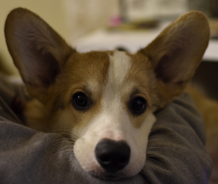 Марти Собака, Корги, Длиннопост