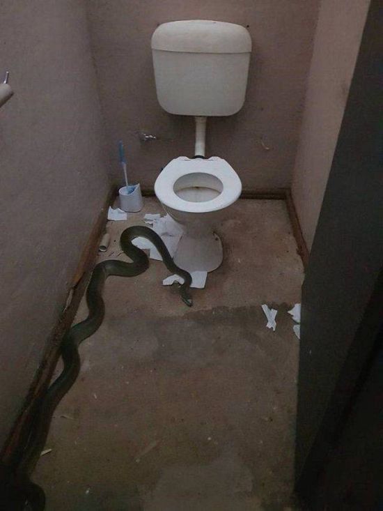 - Where is my mom? - In the toilet - Mother-in-law, Snake, Toilet