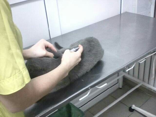 We found a cat, he is sick, we are treating him. - My, Lost cat, Gelendzhik, Treatment, Longpost, cat