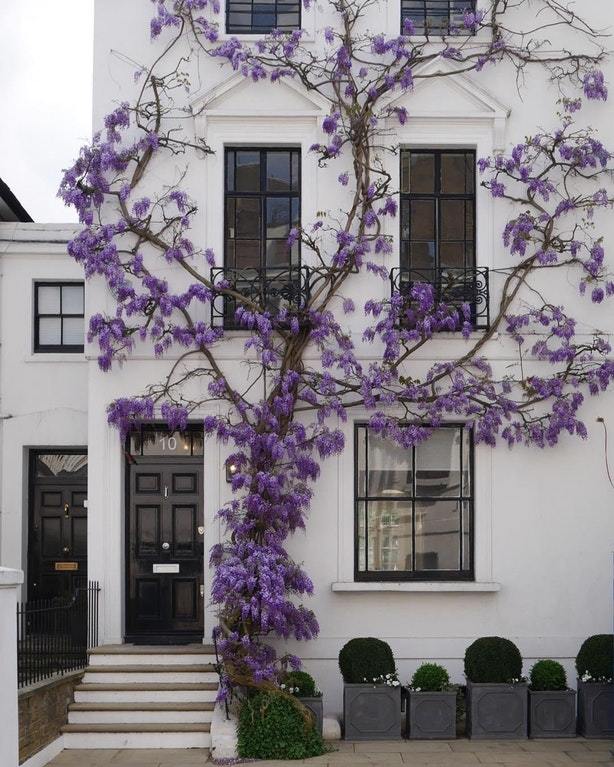 Wisteria on a white wall - Wisteria, , White Wall, Plants, House