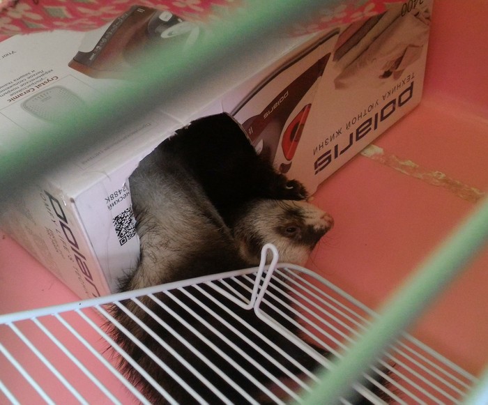 I feel so comfortable! - My, Funny Ferrets, Dream, Ferret