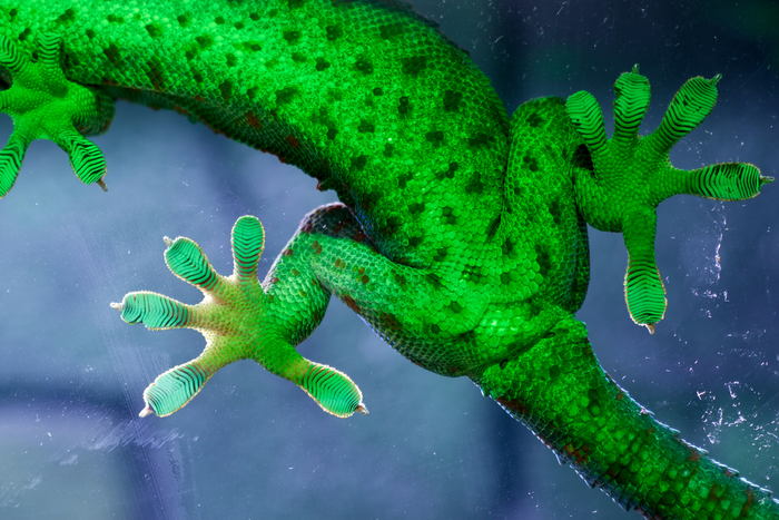 ����� �����