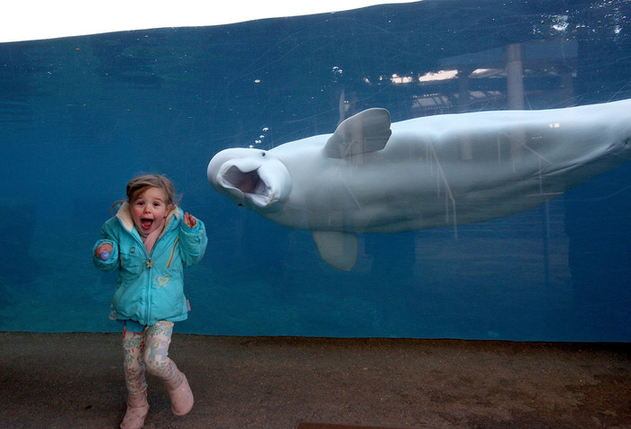 Surprised girl and white whale (fotoebi) - Belukha, Fotozhaba, Tjournal, The photo, Reddit, Longpost