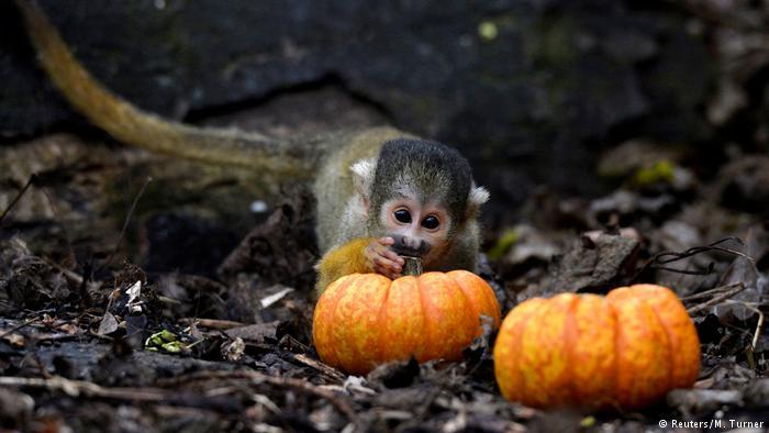 Halloween in zoos around the world. - Milota, Zoo, Halloween, Penguins, Animals, Funny animals, Longpost