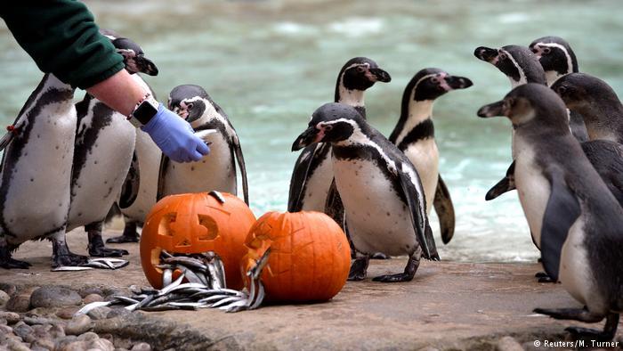 Halloween in zoos around the world. - Milota, Zoo, Halloween, Penguins, Animals, Funny animals, Longpost