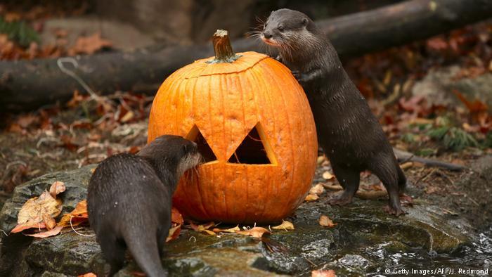 Halloween in zoos around the world. - Milota, Zoo, Halloween, Penguins, Animals, Funny animals, Longpost