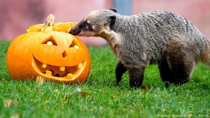 Halloween in zoos around the world. - Milota, Zoo, Halloween, Penguins, Animals, Funny animals, Longpost