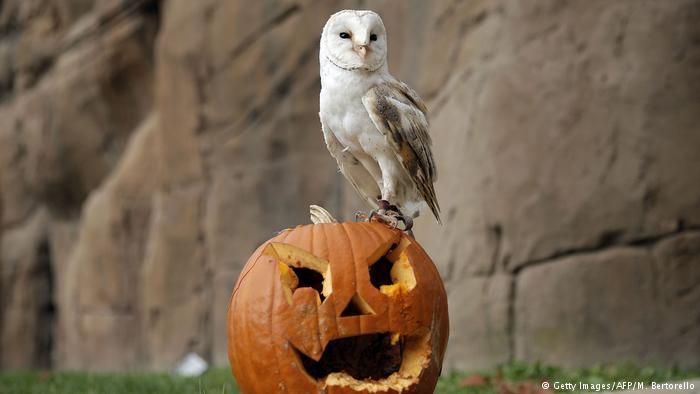 Halloween in zoos around the world. - Milota, Zoo, Halloween, Penguins, Animals, Funny animals, Longpost