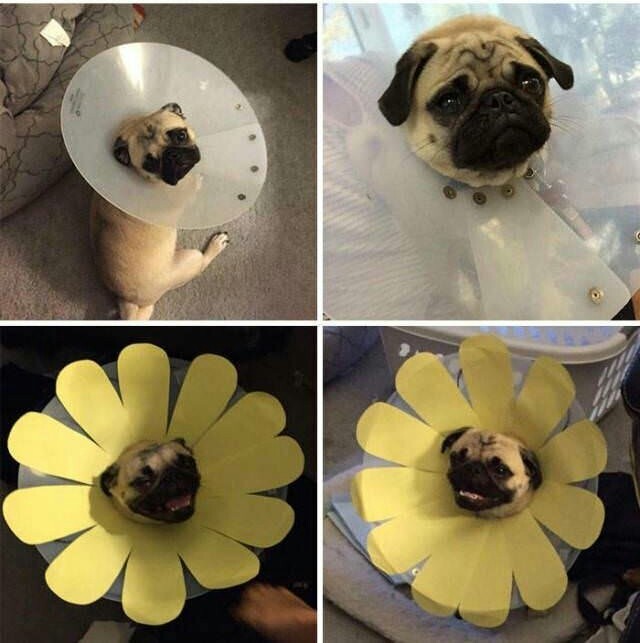 Don't worry - everything is fine - Dog, Smile