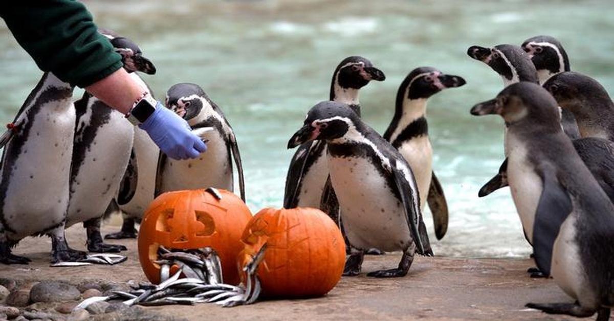 пингвины в зоопарке. пингвины в зоопарке роев ручей. пингвины в зоопарке. пингвины в зоопарке москва. пингвины в зоопарке.