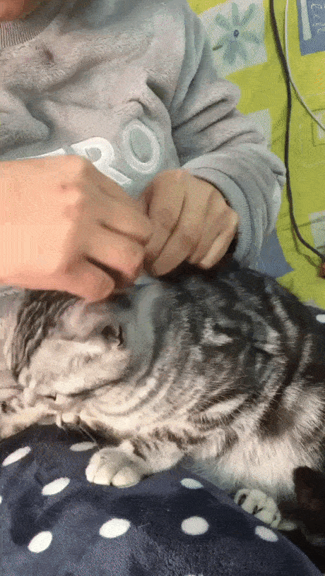 Trim nails on kote without bloodshed - cat, Стрижка, GIF, Instructions
