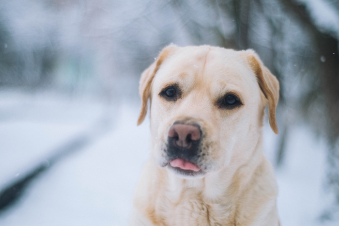 showed tongue) - My, Labrador, Dog, Winter, , The photo, Language