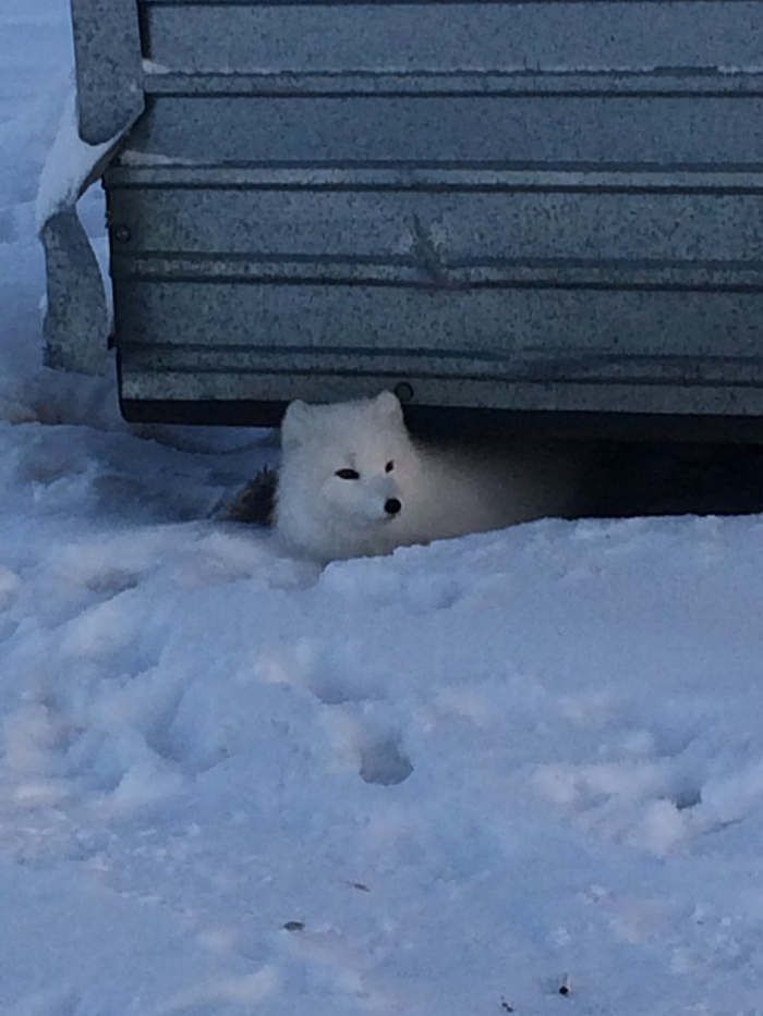 fluffy guest - My, Animals, Arctic fox, Vankor field