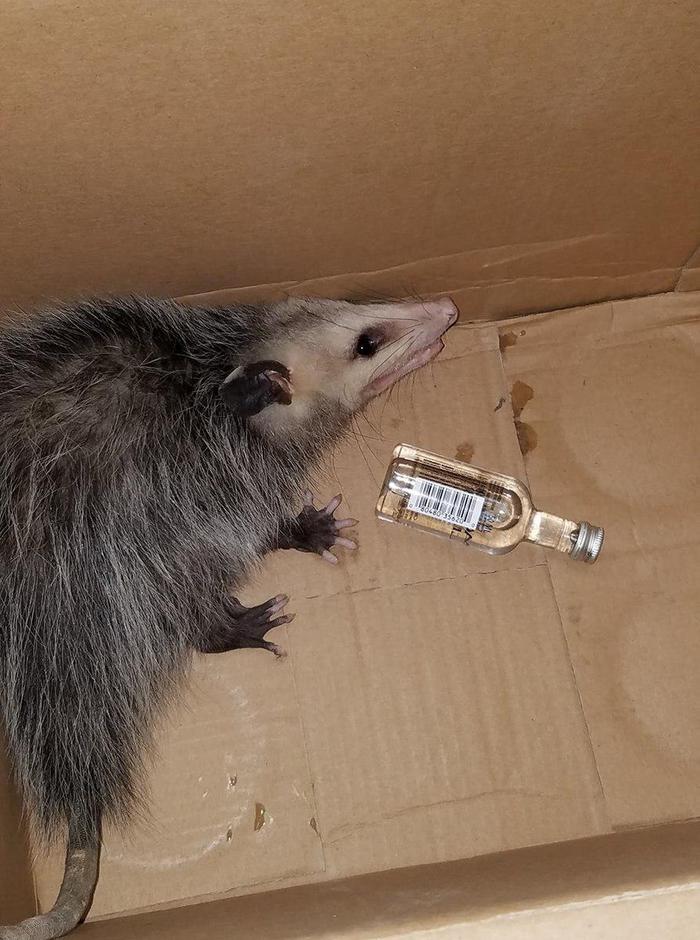 In Florida, Mr. Possum broke into a store, drank someone else's booze, and he got nothing for it. - USA, , Florida, Opossum, Bourbon, Alcohol