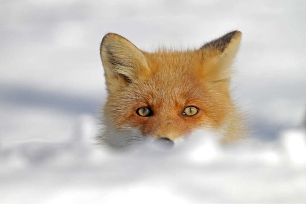 Winter foxes. - Fox, Winter, Animals, The photo, Longpost