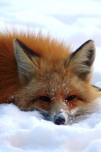 Winter foxes. - Fox, Winter, Animals, The photo, Longpost