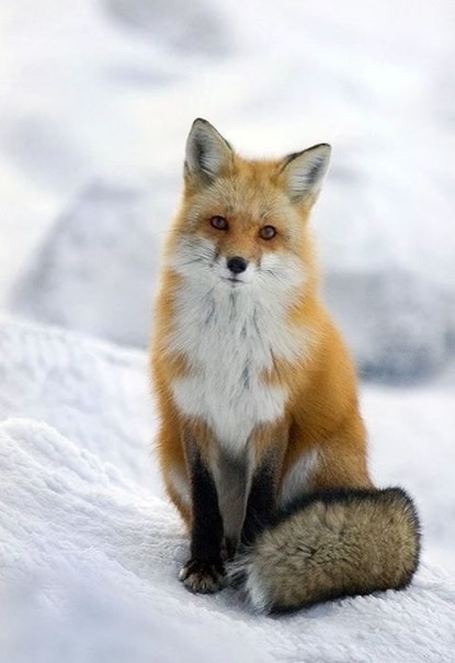 Winter foxes. - Fox, Winter, Animals, The photo, Longpost