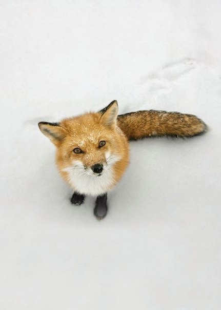 Winter foxes. - Fox, Winter, Animals, The photo, Longpost