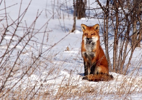 Winter foxes. - Fox, Winter, Animals, The photo, Longpost