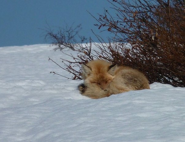 Winter foxes. - Fox, Winter, Animals, The photo, Longpost