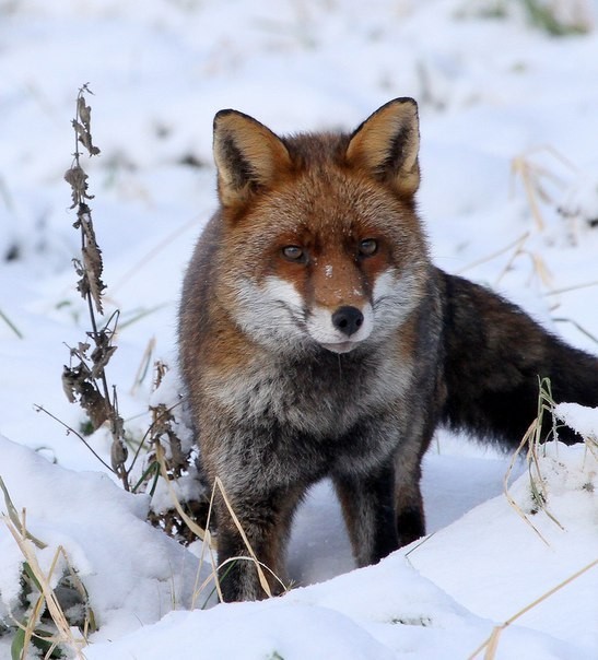 Winter foxes. - Fox, Winter, Animals, The photo, Longpost