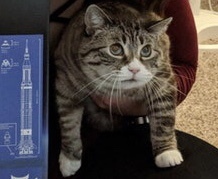 It's time to play legooo - Lego, cat, , Reddit, Saturn V